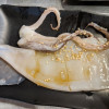 Surume Ika Squid